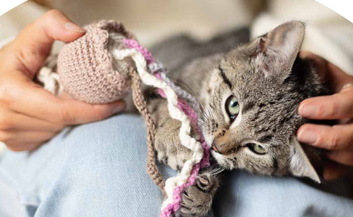 Sydney dogs and cats image